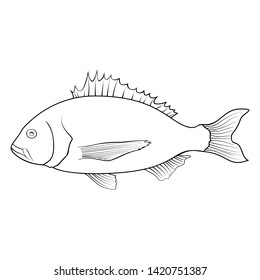 outline cartoon illustration of dorado