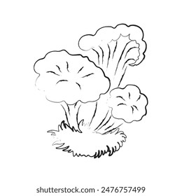 Outline of chanterelle mushrooms, black and white sketch, isolated on white background. 