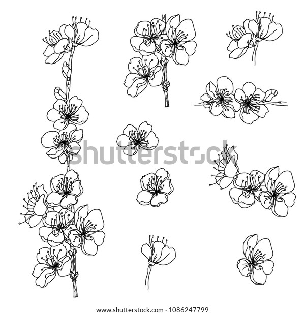 Outline Cherry Blossom Isolate On White Stock Vector (Royalty Free ...