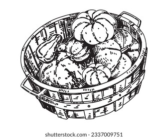 Outline clipart of basket with pumpkins. Doodle of autumn agricultural harvest. Hand drawn vector illustration isolated on white background.