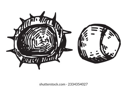 Outline clipart of chestnuts. Doodles of autumn forest harvest. Hand drawn vector illustration isolated on white background.
