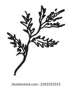 Outline clipart of cypress twig. Doodle of autumn botany attribute. Hand drawn vector illustration isolated on white background.