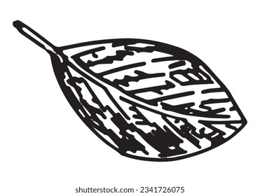 Outline clipart of fallen leaf. Doodle of autumn botany attribute. Hand drawn vector illustration isolated on white background.