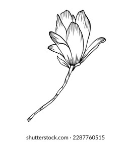 Outline clipart with Magnolia flower