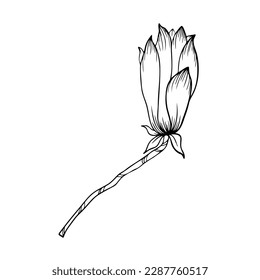 Outline clipart with Magnolia flower