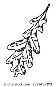Outline clipart of oak leaf. Doodle of autumn botany attribute. Hand drawn vector illustration isolated on white background..