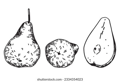 Outline clipart set of pears fruits. Doodles of autumn garden harvest. Hand drawn vector illustrations collection isolated on white.