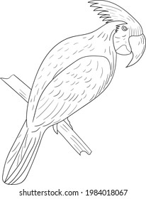 outline cockatoo on a branch pattern perfect for coloring page