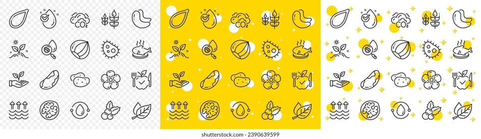 Outline Cold-pressed oil, Natural linen and Hazelnut line icons pack for web with Cashew nut, Brazil nut, Vegetarian food line icon. Water drop, Fish dish, Christmas holly pictogram icon. Vector