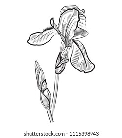 outline of a contour iris, a gentle iris filled with strokes 