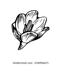 Esbozar el elemento de diseño de flor del resorte de croco dibujado por el blanco de la mano aislado. Estilo de linocut vectorial. Concepto de primavera para tarjeta de saludo, invitación, volantes, elemento de diseño ,textil, paquete.