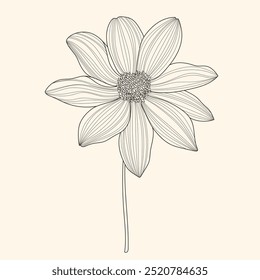 outline dahlia on beige background 