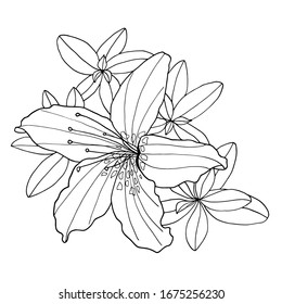 シャクナゲの花と葉の輪郭 塗り絵本のベクターイラスト ページの塗りつぶし グリーティングカード 招待状用の ボタニカル手描きの白黒の輪郭の モノクロイラスト のベクター画像素材 ロイヤリティフリー