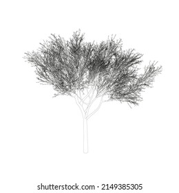 Esquema de un árbol detallado a partir de líneas negras aisladas en un fondo blanco. Ilustración del vector