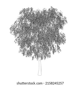 Outline of a detailed tree from black lines isolated on a white background. Vector illustration.