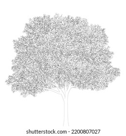 Outline of a detailed tree from black lines isolated on a white background. Vector illustration.