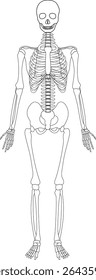 The outline diagram of a Human Skeleton