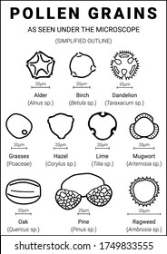 Outline of different pollen grains as seen under the microscope, with scale in micrometers. 