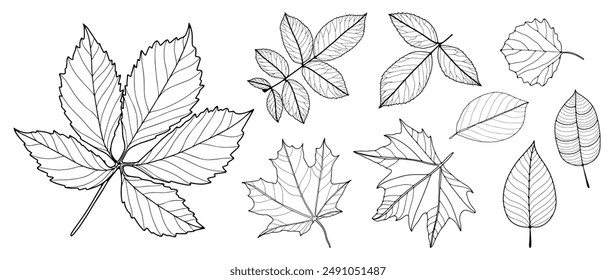 Outline of different types of leaves isolated on white background. Foliage, maple leaves, branches. Hand drawn vector botanical illustration