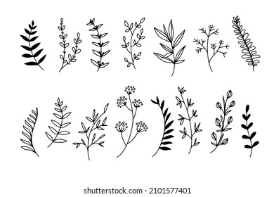Outline doodle plant elements. Beautiful twigs of plants lines