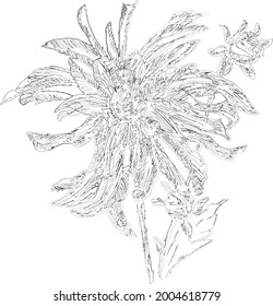 Dibujo del vector del doodle de contorno de la flor del astro del jardín con brotes