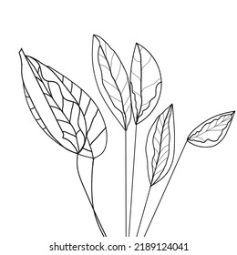 Esquema dibujar una planta adecuada para colorear 