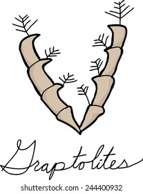 Outline drawing of ancient Graptolite fossil over white background