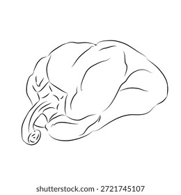 Dibujo de contorno para pimiento morrón, diseño, arte de línea de pimiento morrón, conjunto de pintura a mano, formato EPS, rama de pimiento morrón de Vector aislada. Vector ilustración de dibujos animados. Icono plano de una rama vegetal. dibujo Ilustración plana de pimiento morrón. 