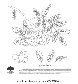 Outline drawing of branch of rowan on a white background. Autumn and summer mountain ash. Vector illustration