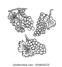 dibujo esquemático de un conjunto de uvas,
ilustración vectorial aislada en fondo blanco, icono y símbolo