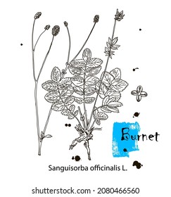 Umrisszeichnung eines Burnets. Eine Pflanzenhandzeichnung. Schwarz-Weiß-Blumen und Blätter. Botanische Vektorgrafik.