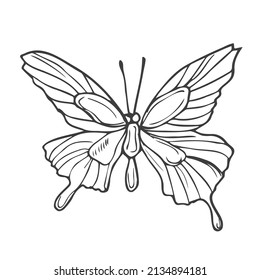 Outline drawing of butterfly. Vector illustration. Black line. Wings with a pattern.