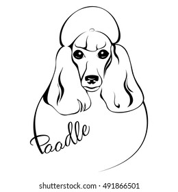 outline drawing of the dog's head and the words Poodle