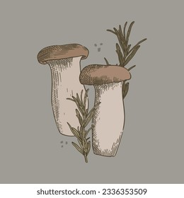 Outline drawing. Engraving with beautiful lines. Hand-drawing king oyster mushrooms and twigs of a coniferous plant. Vector illustration. Elegant, dark pastel colors. Graphic elements for menu design.