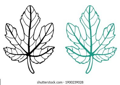 Outline drawing of a fig leaf in black and green