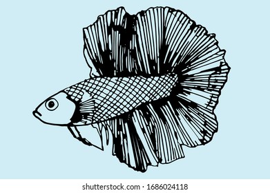 An outline drawing of a fighter fish . ( Hand drawn vector illustration)