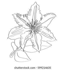 Outline drawing flower clematis on a white background. Vector illustration.