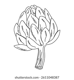 Outline drawing of a fresh artichoke, minimalistic vegetable illustration in vintage style