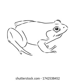 outline drawing of a frog isolated on white, frog vector sketch illustration