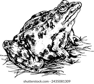 Outline drawing. A frog sits in the grass. The character raised her head up. Dot drawing technique.