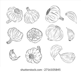 Dibujo del esquema para el ajo, diseño del Vector, arte de la línea del ajo del Vector, sistema del diseño de la pintura de la mano, formato de EPS