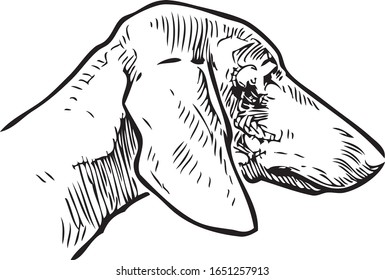 Outline drawing of head of cute dachshund