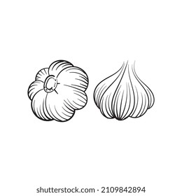 Outline drawing of a head of garlic. Vector illustration.