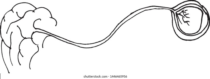 outline drawing of human eye with nerve and brain