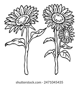 outline drawing illustration of sunflower in black and  white hand drawn style