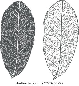 Outline drawing of a leaf. Sketch with an ink pen. Black and white clipart. Isolated monochrome floral design element.