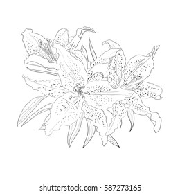 Outline drawing Lily flowers on a white background. Vector illustration.