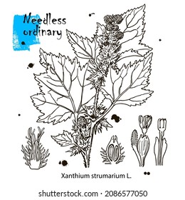 Outline drawing of a needless. A plant hand drawing. Black and white flowers and leaves. Botanical vector illustration.