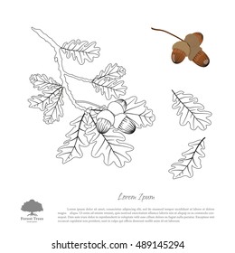 Outline drawing of oak branches on a white background. Oak leaves and acorns. Vector illustration