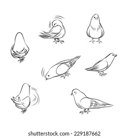 Outline drawing of pigeons on different actions isolated on white background